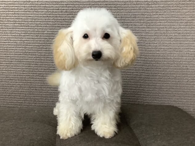 愛媛県のハーフ犬・ミックス犬 (アミーゴ松山久米店/2025年12月7日生まれ/女の子/クリーム)の子犬の1枚目の画像