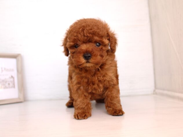 兵庫県のトイプードル(トイ) (ペット・プラザ アミーゴ神戸灘店/2026年2月7日生まれ/女の子/レッドフォーン)の子犬の3枚目の画像