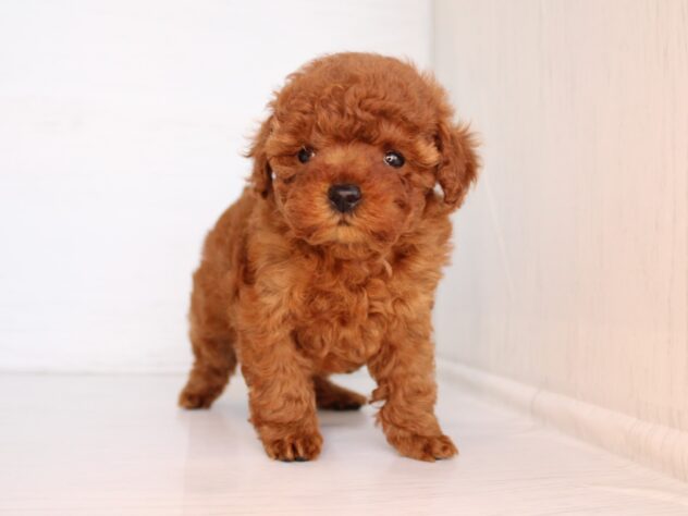 兵庫県のトイプードル(トイ) (ペット・プラザ アミーゴ神戸灘店/2026年2月7日生まれ/女の子/レッドフォーン)の子犬の4枚目の画像