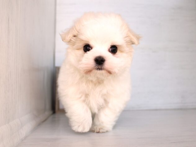 兵庫県のマルチーズ (ペット・プラザ アミーゴ神戸灘店/2026年2月8日生まれ/女の子/ホワイト)の子犬の2枚目の画像