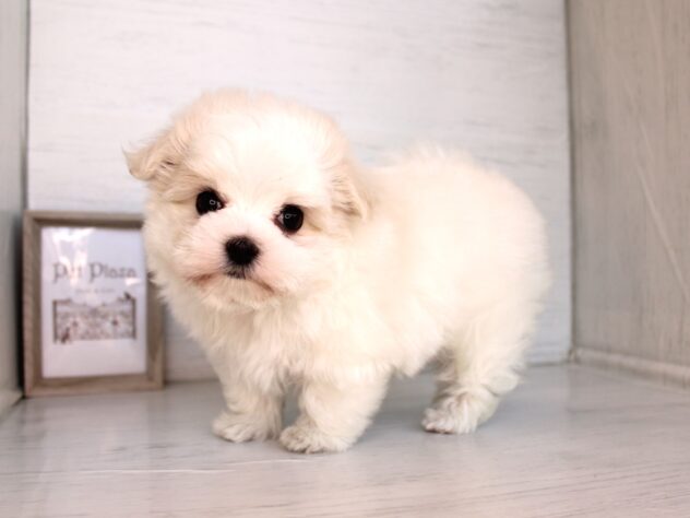 兵庫県のマルチーズ (ペット・プラザ アミーゴ神戸灘店/2026年2月8日生まれ/女の子/ホワイト)の子犬の1枚目の画像