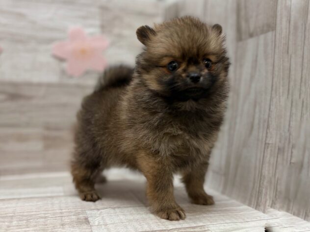 岩手県のポメラニアン (アミーゴ一関店/2026年2月12日生まれ/男の子/オレンジ)の子犬