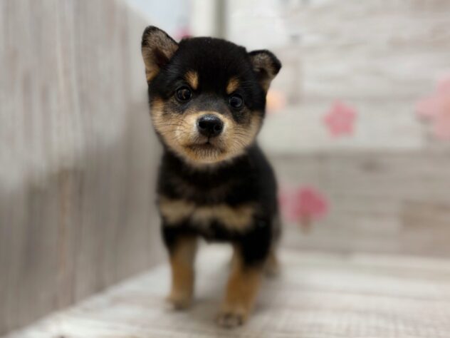 岩手県の柴犬(標準サイズ) (アミーゴ一関店/2026年2月11日生まれ/男の子/黒)の子犬