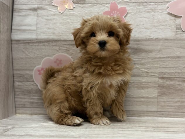 岩手県のハーフ犬・ミックス犬 (アミーゴ一関店/2026年2月10日生まれ/男の子/アプリコット)の子犬