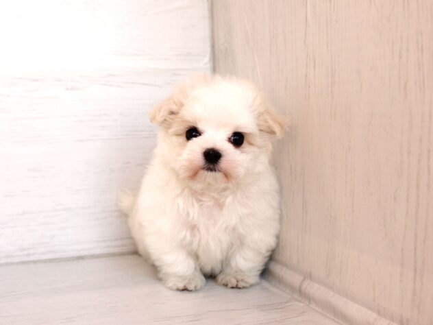 兵庫県のマルチーズ (ペット・プラザ アミーゴ神戸灘店/2026年2月8日生まれ/女の子/ホワイト)の子犬の3枚目の画像