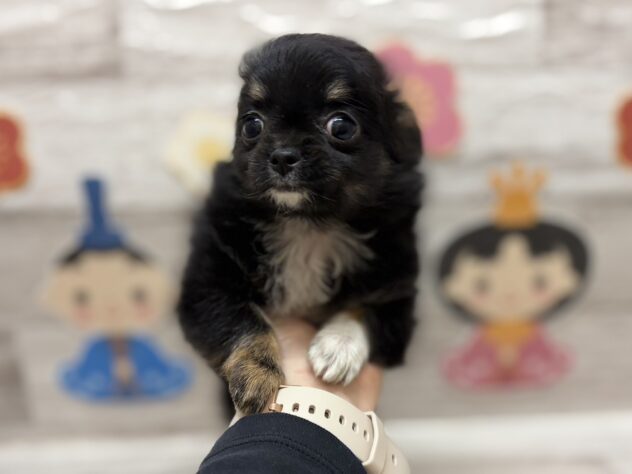 岩手県のチワワ(ロング) (アミーゴ一関店/2026年1月15日生まれ/女の子/ブラックタンホワイト)の子犬