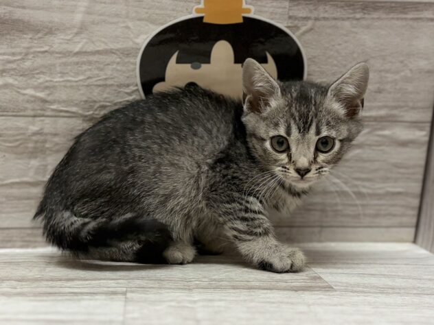 岩手県のスコティッシュフォールド (アミーゴ一関店/2026年1月14日生まれ/男の子/シルバータビー)の子猫