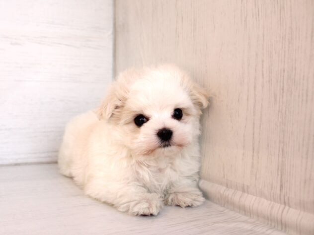 兵庫県のマルチーズ (ペット・プラザ アミーゴ神戸灘店/2026年2月8日生まれ/女の子/ホワイト)の子犬の4枚目の画像