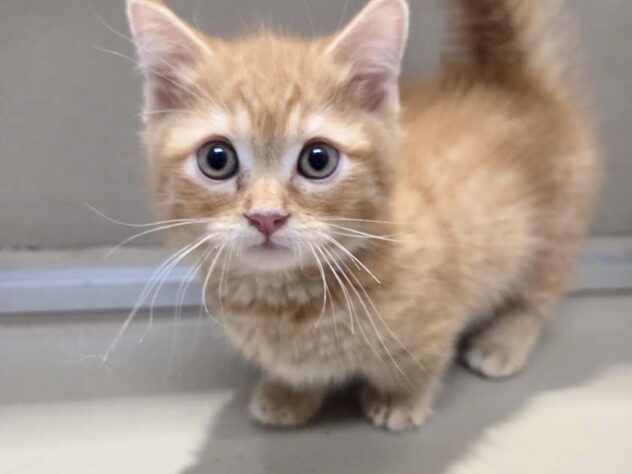 徳島県のマンチカン (アミーゴ徳島沖浜店/2026年1月27日生まれ/男の子/レッドタビー)の子猫の1枚目の画像