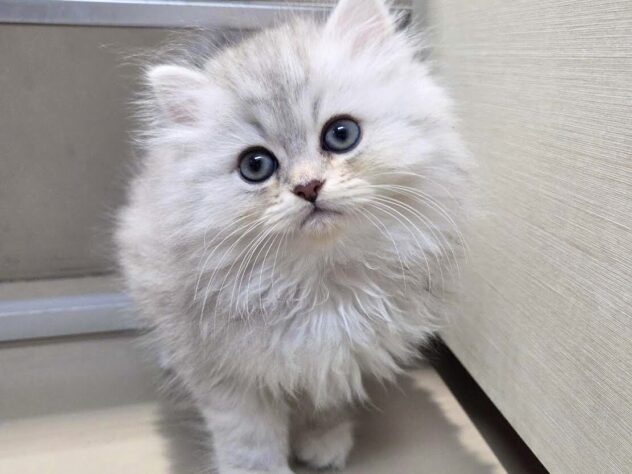 徳島県のペルシャ (アミーゴ徳島沖浜店/2026年2月1日生まれ/男の子/チンチラシルバー)の子猫の1枚目の画像