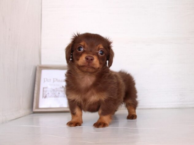 兵庫県のチワックス(チワワ×ダックス) (ペット・プラザ アミーゴ神戸灘店/2026年2月14日生まれ/女の子/チョコレートタン)の子犬の2枚目の画像
