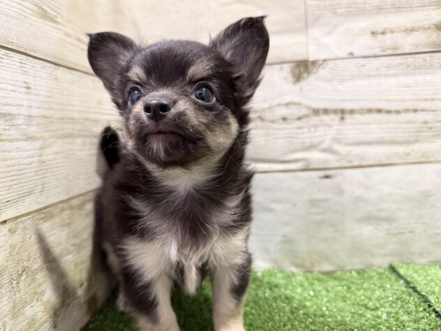 徳島県のチワワ(ロング) (アミーゴ徳島沖浜店/2026年2月2日生まれ/男の子/ブラックタン)の子犬の2枚目の画像
