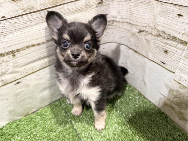 徳島県のチワワ(ロング) (アミーゴ徳島沖浜店/2026年2月2日生まれ/男の子/ブラックタン)の子犬の1枚目の画像