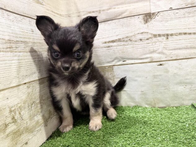 徳島県のチワワ(ロング) (アミーゴ徳島沖浜店/2026年2月2日生まれ/男の子/ブラックタン)の子犬の3枚目の画像