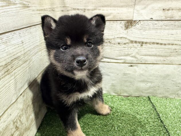 徳島県の豆柴 (アミーゴ徳島沖浜店/2026年2月2日生まれ/男の子/黒)の子犬の2枚目の画像