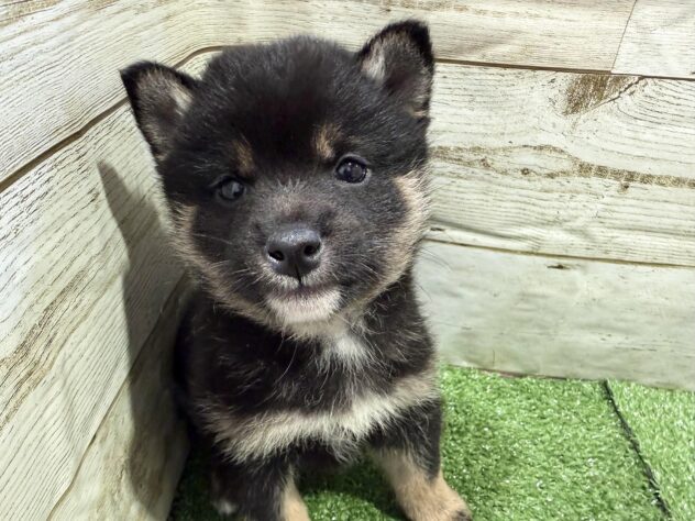 徳島県の豆柴 (アミーゴ徳島沖浜店/2026年2月2日生まれ/男の子/黒)の子犬の3枚目の画像