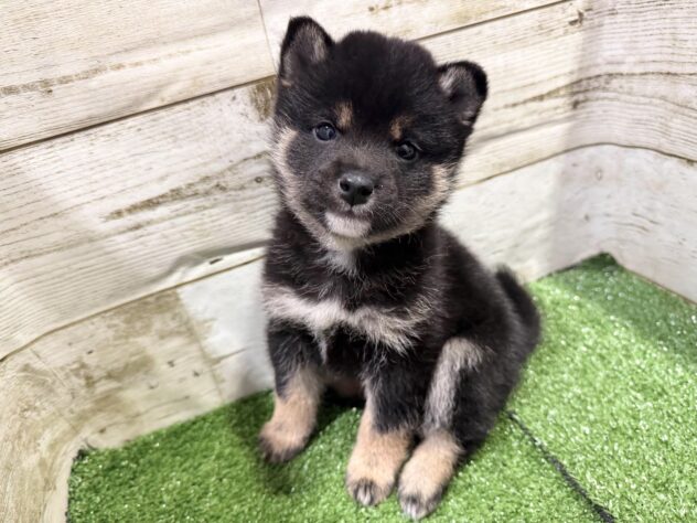 徳島県の豆柴 (アミーゴ徳島沖浜店/2026年2月2日生まれ/男の子/黒)の子犬の1枚目の画像