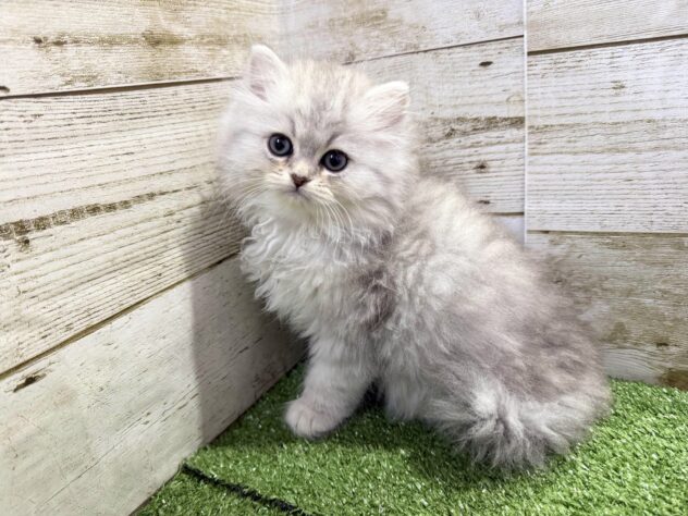 徳島県のペルシャ (アミーゴ徳島沖浜店/2026年2月1日生まれ/男の子/チンチラシルバー)の子猫の2枚目の画像