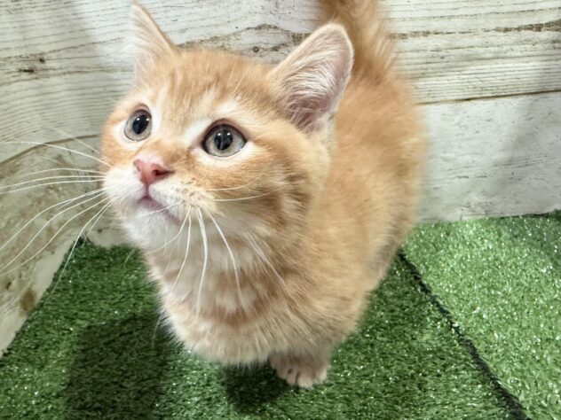 徳島県のマンチカン (アミーゴ徳島沖浜店/2026年1月27日生まれ/男の子/レッドタビー)の子猫の3枚目の画像