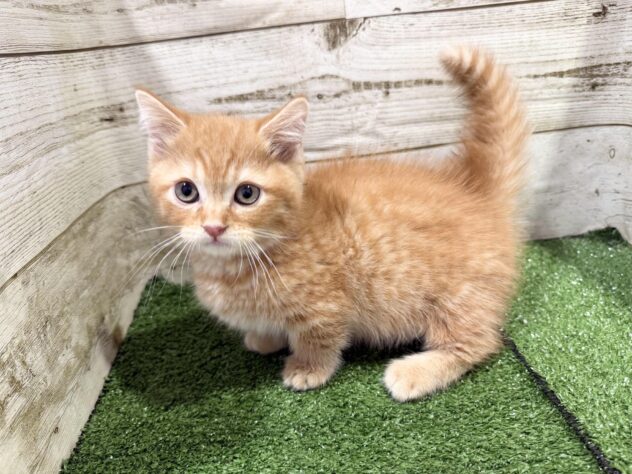 徳島県のマンチカン (アミーゴ徳島沖浜店/2026年1月27日生まれ/男の子/レッドタビー)の子猫の2枚目の画像