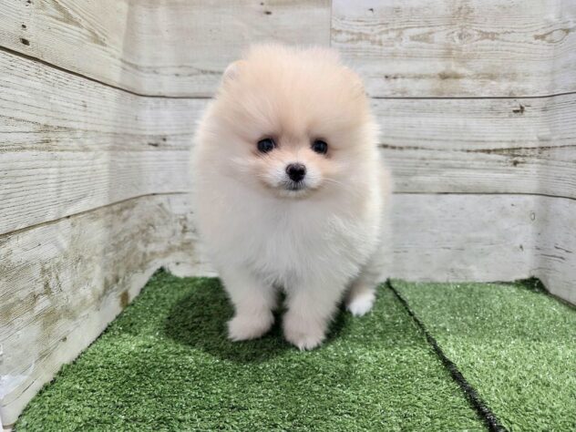 徳島県のポメラニアン (アミーゴ徳島沖浜店/2026年2月6日生まれ/女の子/クリーム)の子犬の1枚目の画像