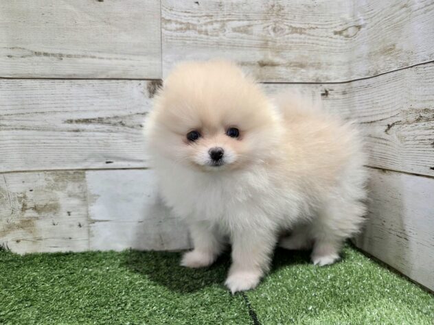 徳島県のポメラニアン (アミーゴ徳島沖浜店/2026年2月6日生まれ/女の子/クリーム)の子犬の2枚目の画像