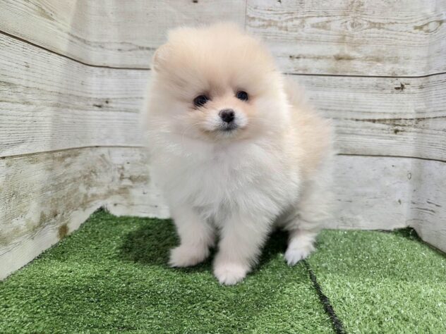 徳島県のポメラニアン (アミーゴ徳島沖浜店/2026年2月6日生まれ/女の子/クリーム)の子犬の3枚目の画像