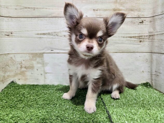 徳島県のチワワ(ロング) (アミーゴ徳島沖浜店/2026年2月7日生まれ/男の子/チョコレートタンホワイト)の子犬の1枚目の画像