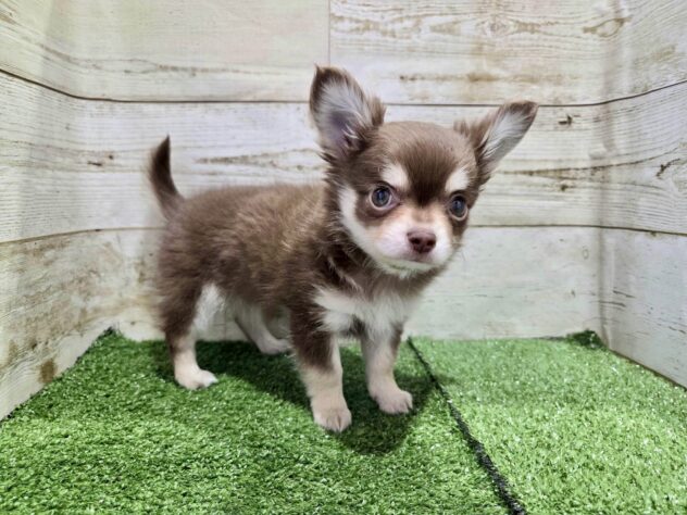 徳島県のチワワ(ロング) (アミーゴ徳島沖浜店/2026年2月7日生まれ/男の子/チョコレートタンホワイト)の子犬の2枚目の画像