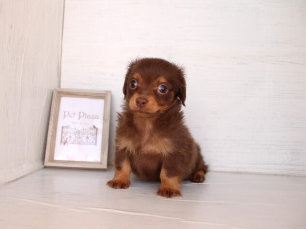 兵庫県のチワックス(チワワ×ダックス) (ペット・プラザ アミーゴ神戸灘店/2026年2月14日生まれ/女の子/チョコレートタン)の子犬の1枚目の画像