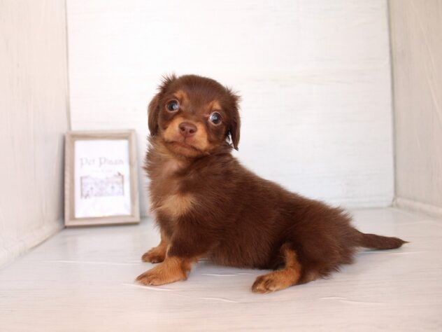 兵庫県のチワックス(チワワ×ダックス) (ペット・プラザ アミーゴ神戸灘店/2026年2月14日生まれ/女の子/チョコレートタン)の子犬の4枚目の画像