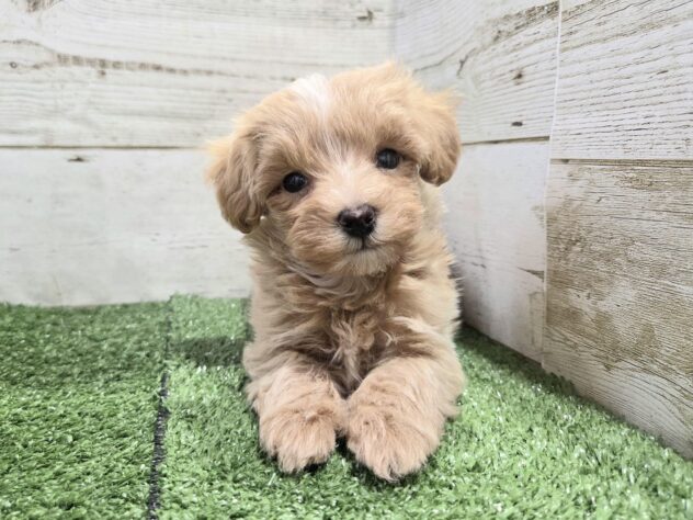 徳島県のハーフ犬・ミックス犬 (アミーゴ徳島沖浜店/2026年2月9日生まれ/女の子/アプリコット)の子犬の3枚目の画像