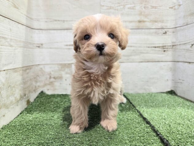 徳島県のハーフ犬・ミックス犬 (アミーゴ徳島沖浜店/2026年2月9日生まれ/女の子/アプリコット)の子犬の2枚目の画像