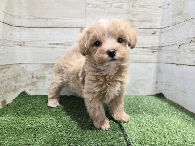 徳島県のハーフ犬・ミックス犬 (アミーゴ徳島沖浜店/2026年2月9日生まれ/女の子/アプリコット)の子犬の1枚目の画像