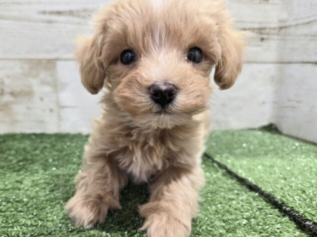 徳島県のハーフ犬・ミックス犬 (アミーゴ徳島沖浜店/2026年2月9日生まれ/女の子/アプリコット)の子犬の4枚目の画像