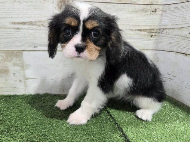 徳島県のキャバリアキングチャールズスパニエル (アミーゴ徳島沖浜店/2026年2月16日生まれ/女の子/トライカラー)の子犬の2枚目の画像