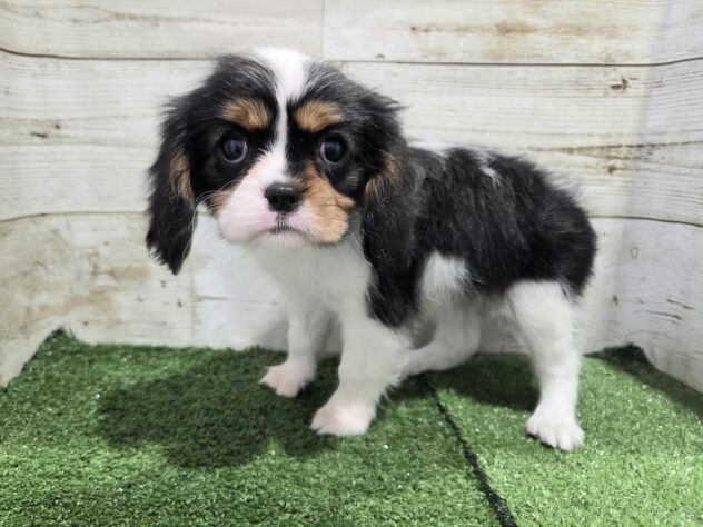 徳島県のキャバリアキングチャールズスパニエル (アミーゴ徳島沖浜店/2026年2月16日生まれ/女の子/トライカラー)の子犬の3枚目の画像