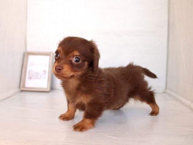 兵庫県のチワックス(チワワ×ダックス) (ペット・プラザ アミーゴ神戸灘店/2026年2月14日生まれ/女の子/チョコレートタン)の子犬の3枚目の画像