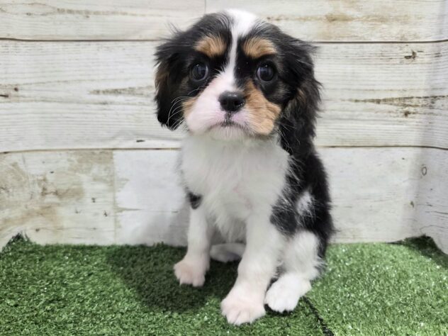 徳島県のキャバリアキングチャールズスパニエル (アミーゴ徳島沖浜店/2026年2月16日生まれ/女の子/トライカラー)の子犬の1枚目の画像