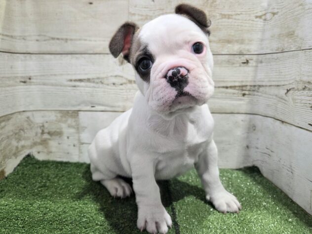 徳島県のフレンチブルドッグ (アミーゴ徳島沖浜店/2026年2月15日生まれ/男の子/パイド)の子犬の2枚目の画像