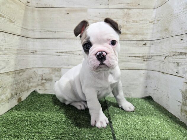 徳島県のフレンチブルドッグ (アミーゴ徳島沖浜店/2026年2月15日生まれ/男の子/パイド)の子犬の1枚目の画像
