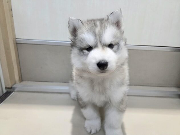 徳島県のシベリアンハスキー (アミーゴ徳島沖浜店/2026年2月16日生まれ/男の子/シルバーホワイト)の子犬の2枚目の画像