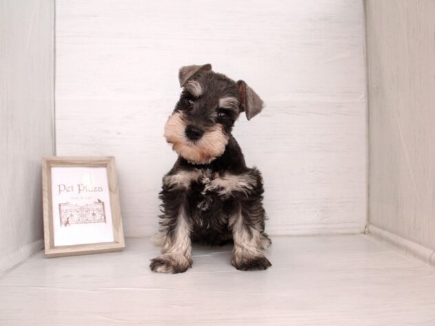 兵庫県のミニチュアシュナウザー (ペット・プラザ アミーゴ神戸灘店/2026年2月18日生まれ/女の子/ソルトペッパー)の子犬の3枚目の画像