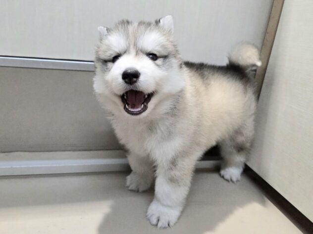 徳島県のシベリアンハスキー (アミーゴ徳島沖浜店/2026年2月16日生まれ/男の子/シルバーホワイト)の子犬の3枚目の画像