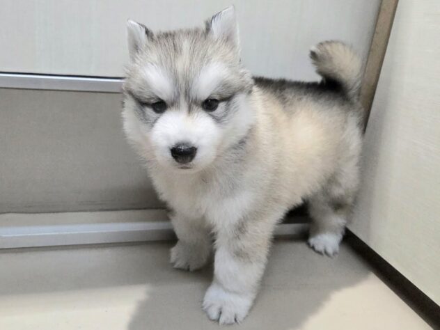 徳島県のシベリアンハスキー (アミーゴ徳島沖浜店/2026年2月16日生まれ/男の子/シルバーホワイト)の子犬の4枚目の画像