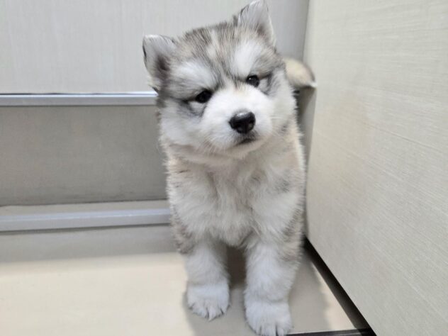 徳島県のシベリアンハスキー (アミーゴ徳島沖浜店/2026年2月16日生まれ/男の子/シルバーホワイト)の子犬の1枚目の画像