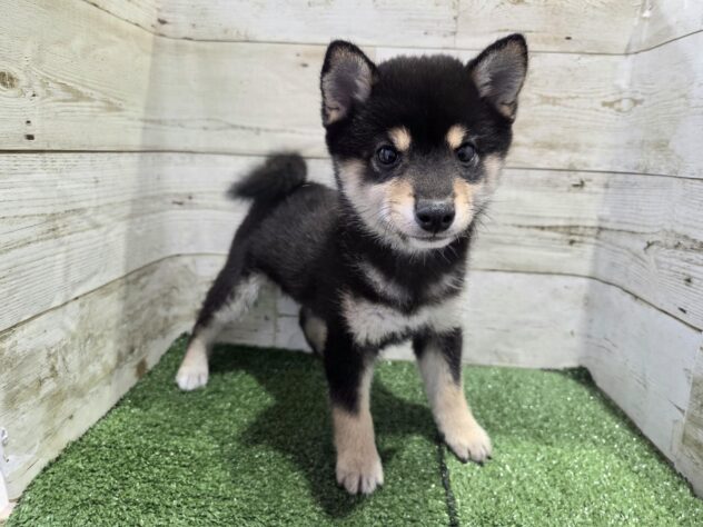 徳島県の豆柴 (アミーゴ徳島沖浜店/2026年1月12日生まれ/男の子/黒)の子犬の2枚目の画像