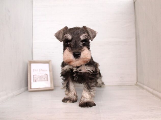 兵庫県のミニチュアシュナウザー (ペット・プラザ アミーゴ神戸灘店/2026年2月18日生まれ/女の子/ソルトペッパー)の子犬の4枚目の画像