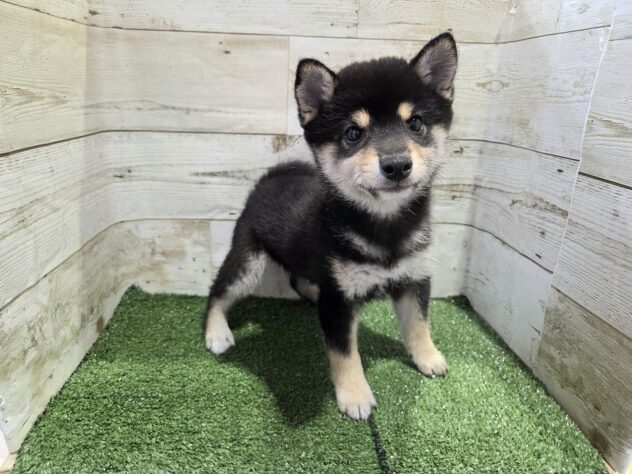 徳島県の豆柴 (アミーゴ徳島沖浜店/2026年1月12日生まれ/男の子/黒)の子犬の1枚目の画像