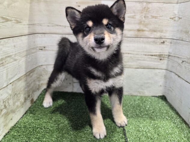 徳島県の豆柴 (アミーゴ徳島沖浜店/2026年1月12日生まれ/男の子/黒)の子犬の3枚目の画像